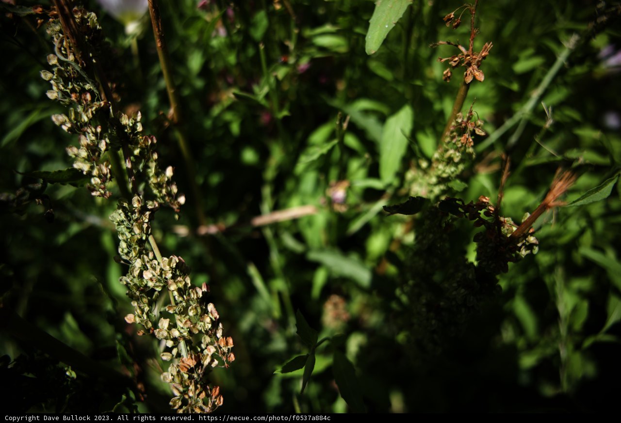 Flourishing Flowers in Regenerative Garden