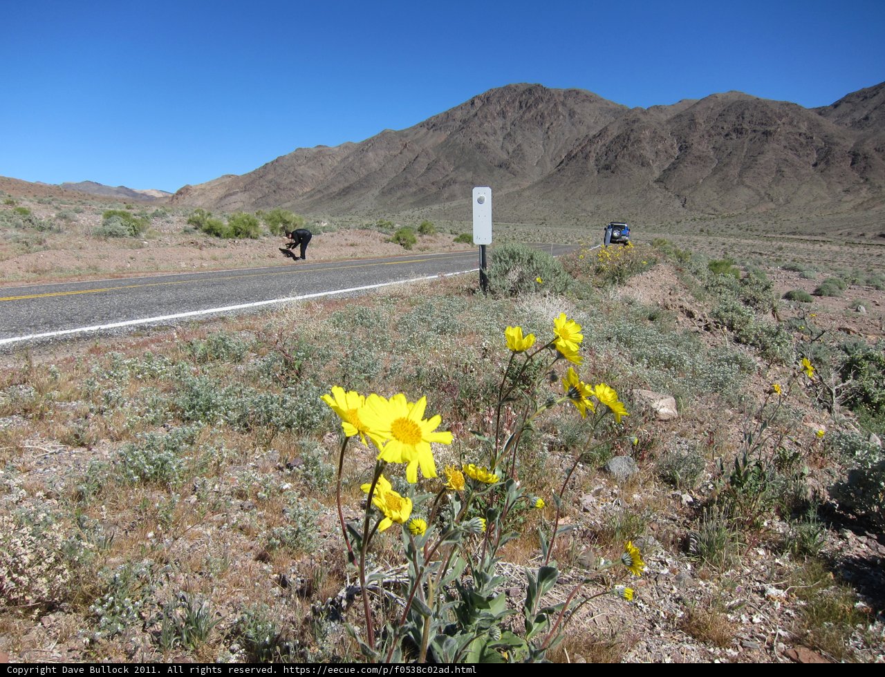 Road Trip with a Yellow Flower