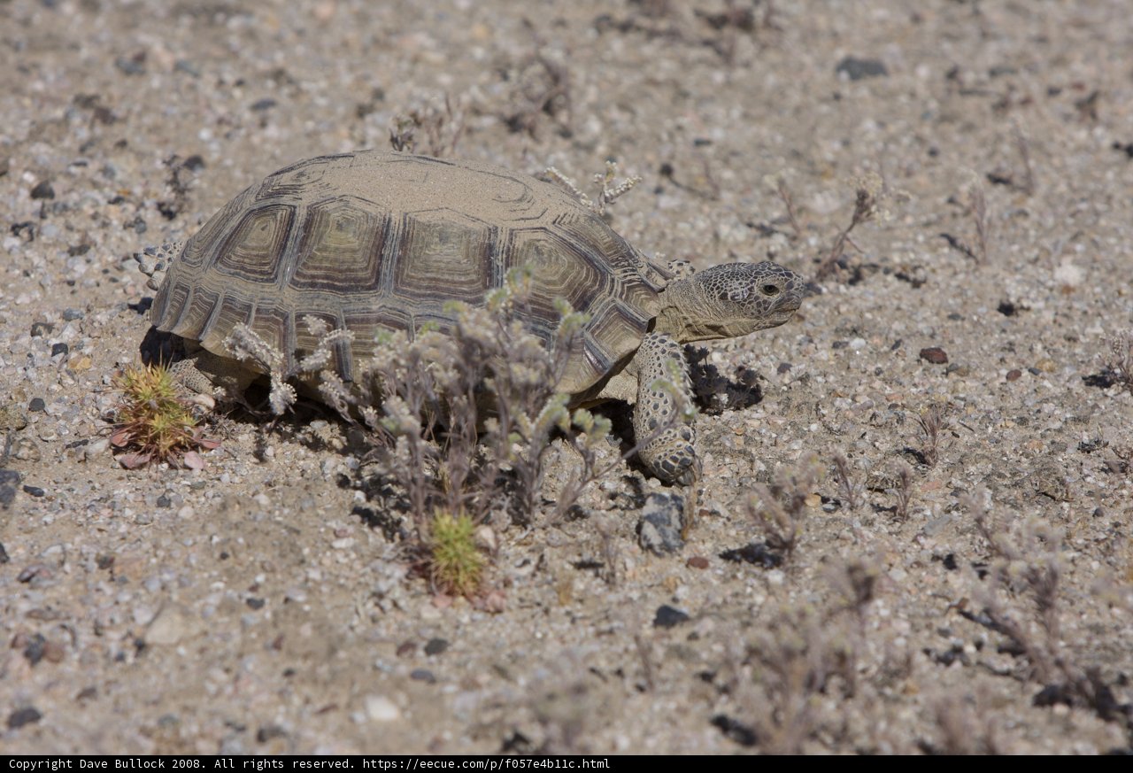 Desert Dweller