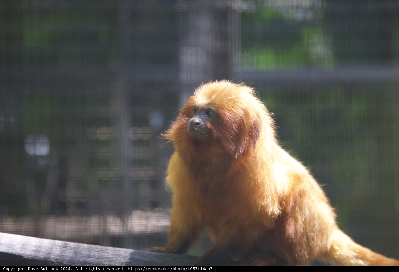 Golden Glance: A Moment at the Honolulu Zoo