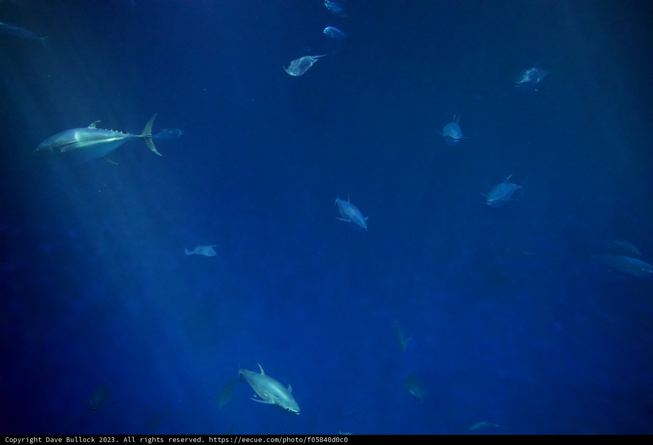 The Majestic Dance of Aquatic Life
