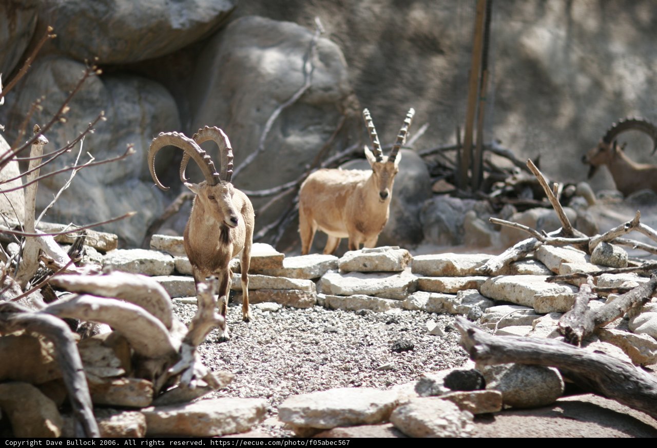 Goats on Rocky Terrain