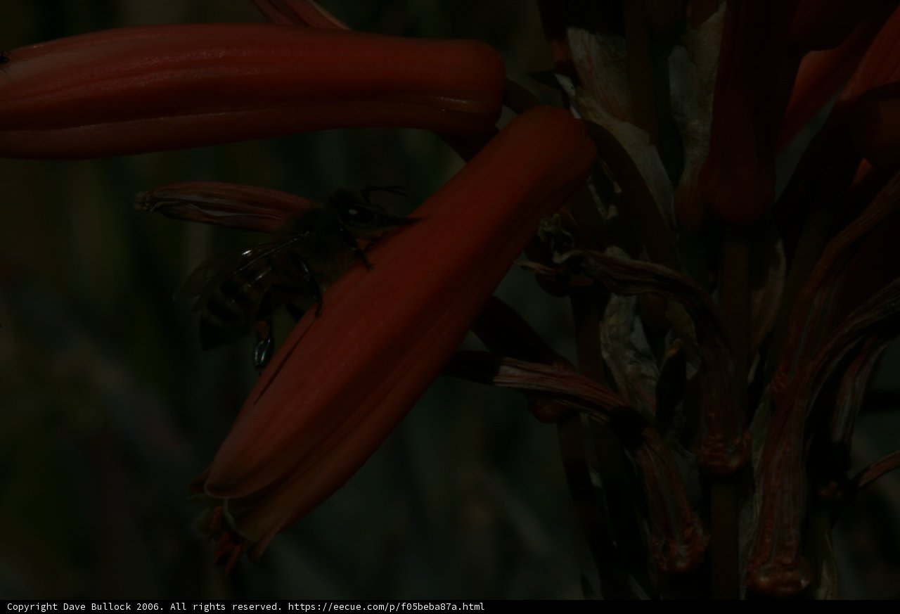 Busy Bee