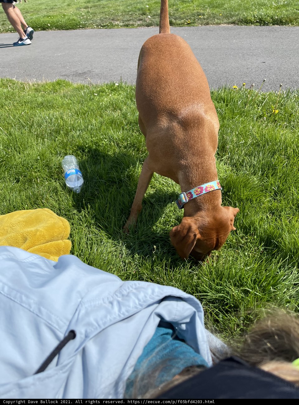 Happy Dog Enjoying the Park