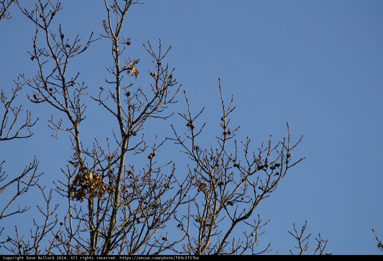 Birds on a Winter's Branch