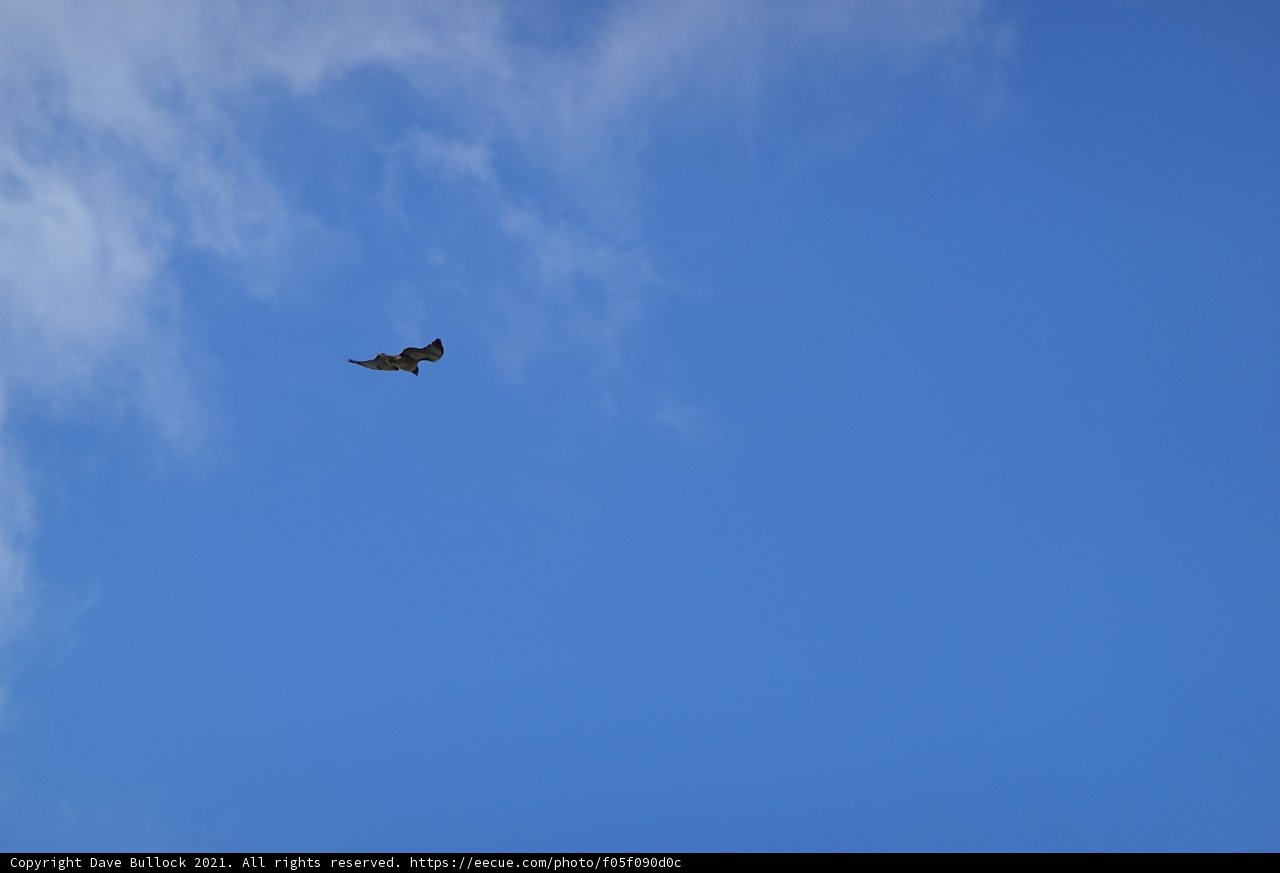 Majestic Hawk in Flight