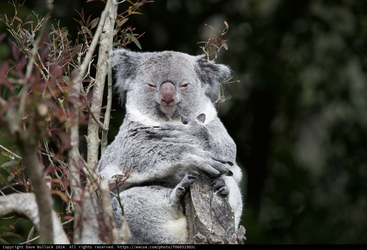 Serene Moments with a Koala at SF Zoo.