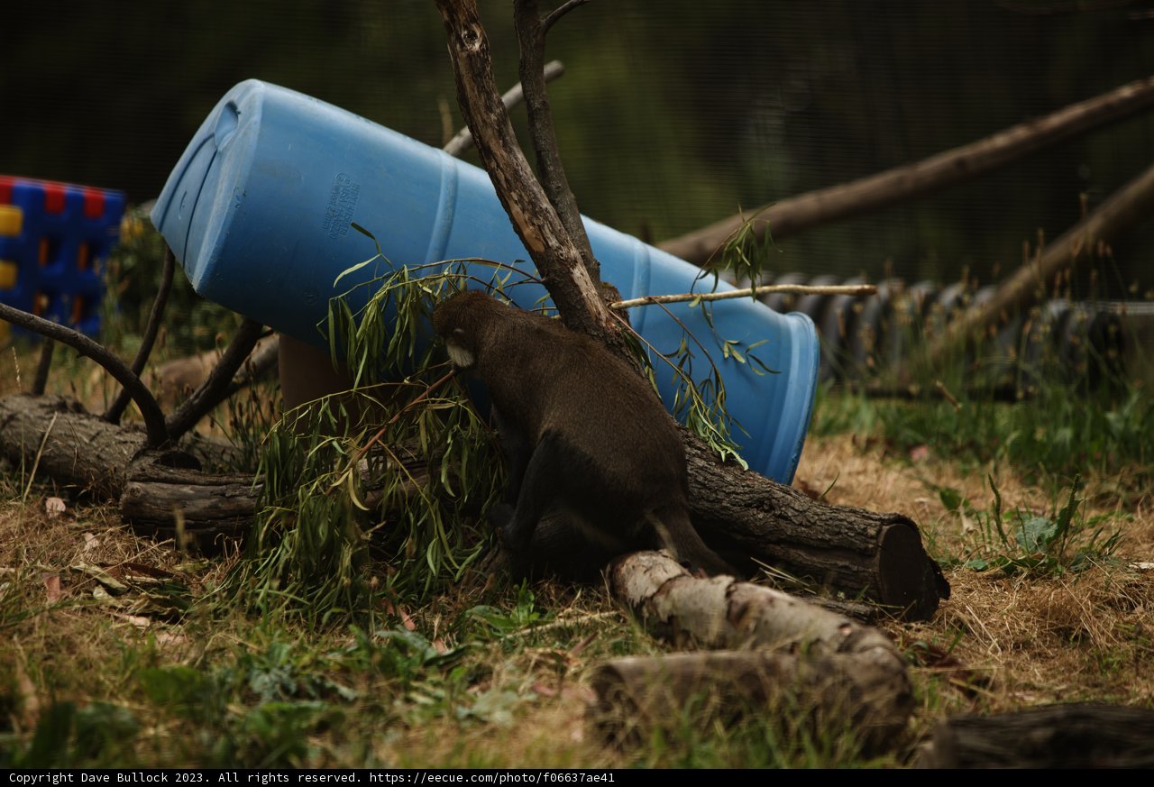 Feast at the Treetop: Up-Close with Nature's Foragers at Oakland Zoo
