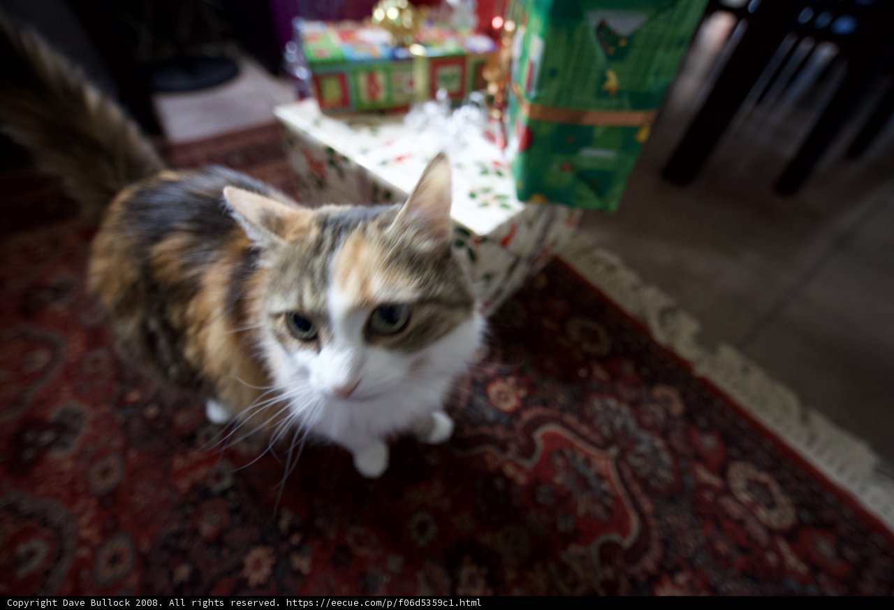 Holiday Cheer with Furry Friends