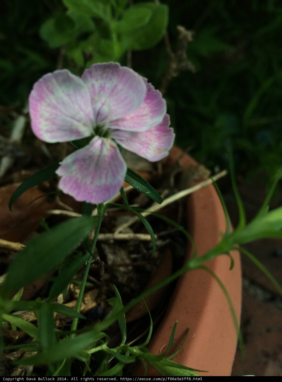 Beauty in a Pot
