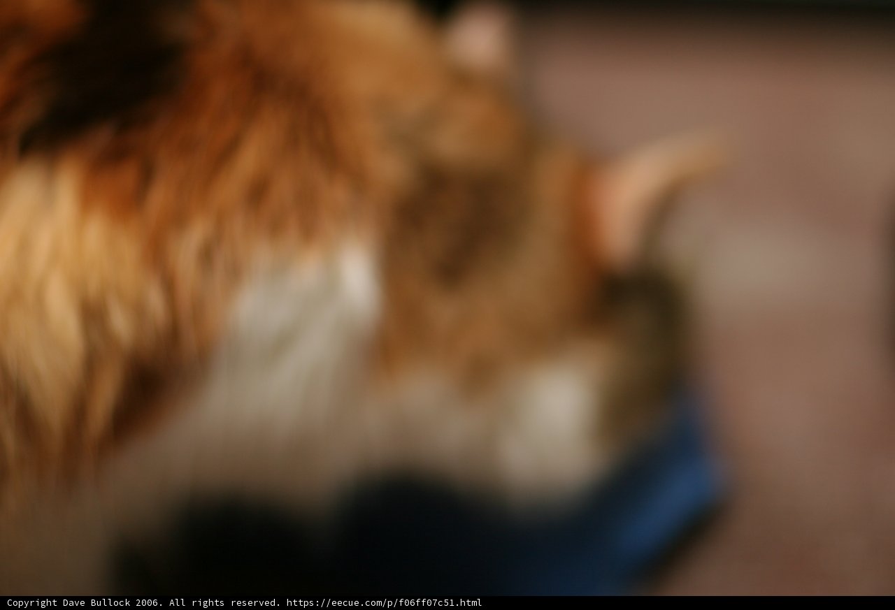 Blurred Feline Friend