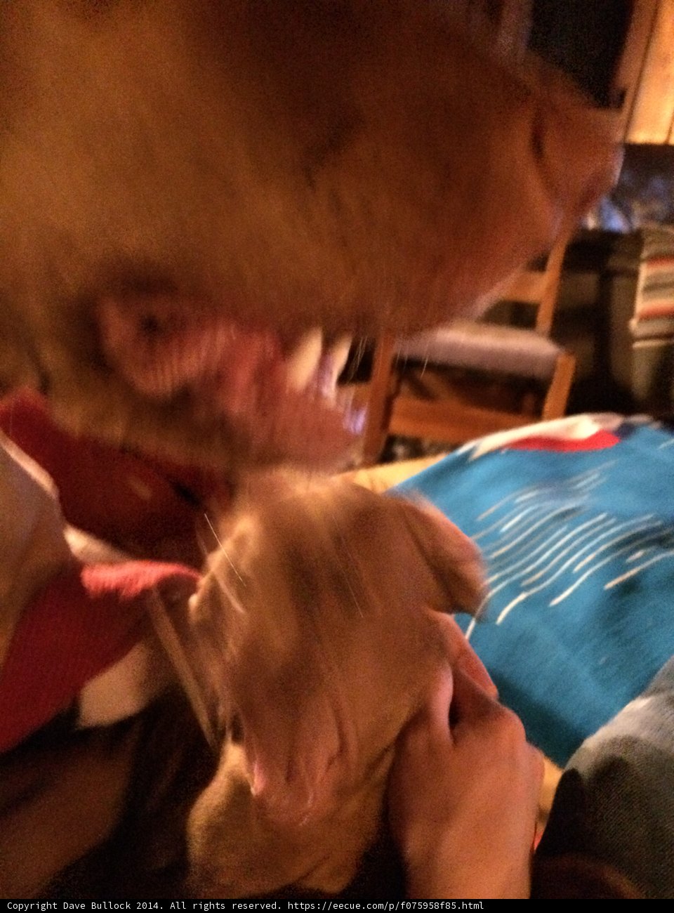 Playful Puppy Bites Hand
