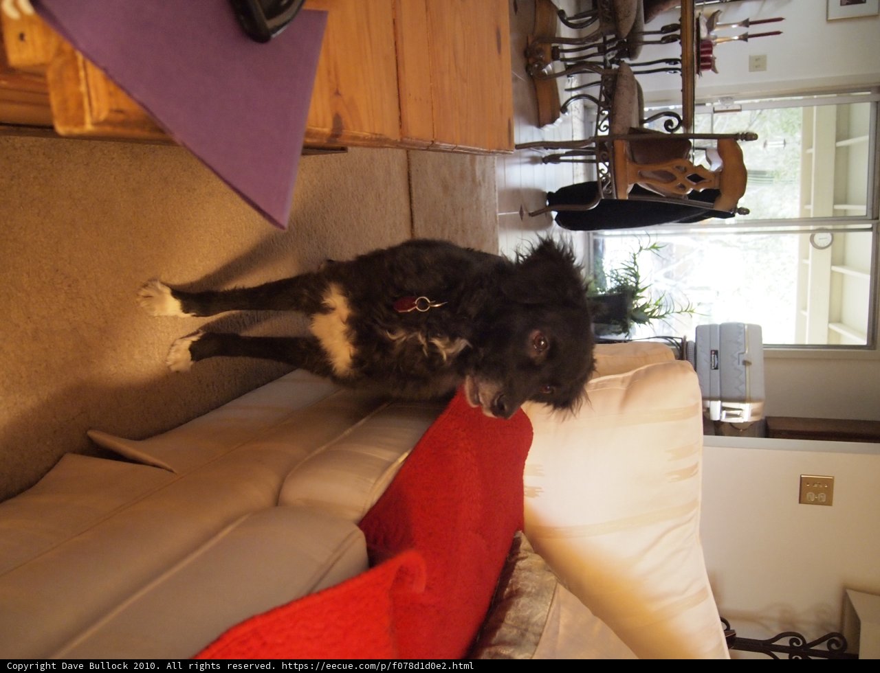 Paws on the Couch