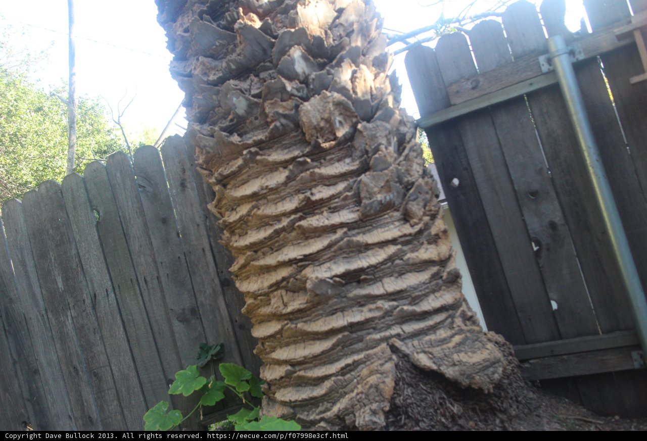 Majestic Tree Trunk with Worn-Out Fence