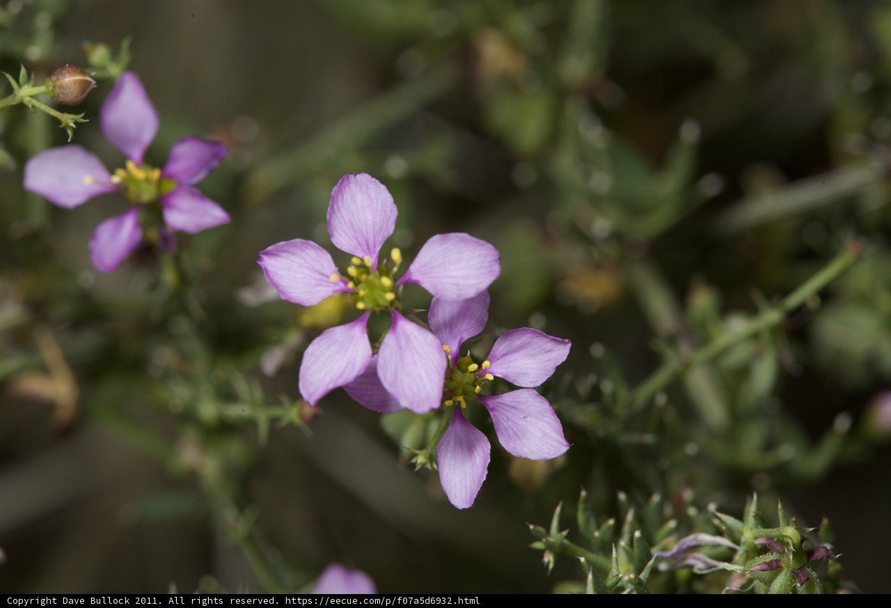 A Geranium flower in bloom
