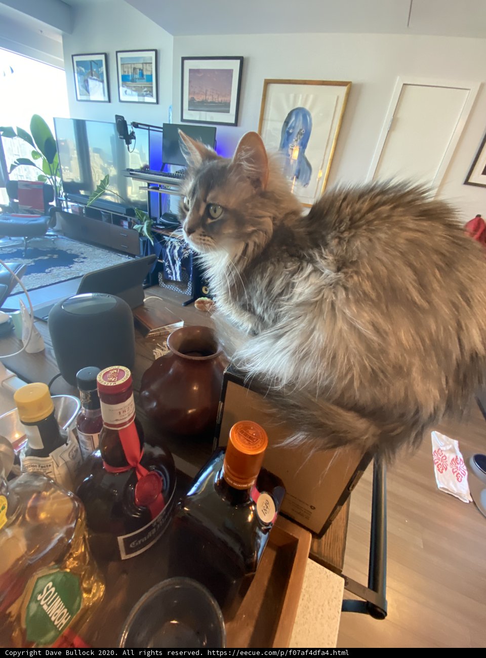 Feline Connoisseur