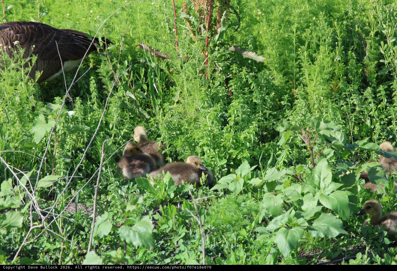 Wild Turkey with Goslings in Lush Wetland Vegetation