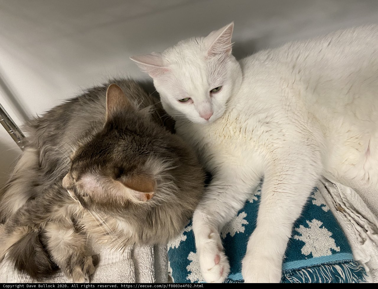 Feline Friends Unite