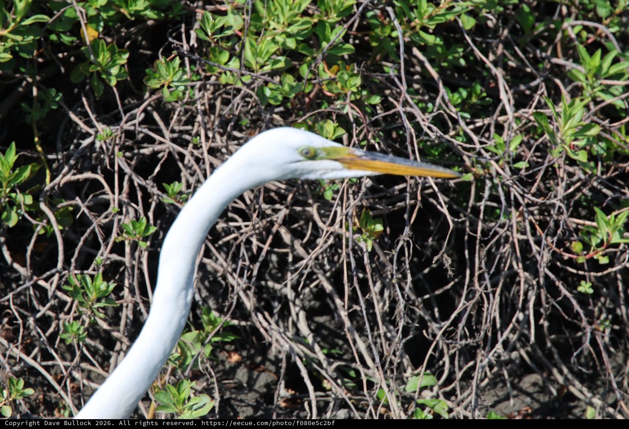 Great Egret Among Mangrove Branches at Sunset