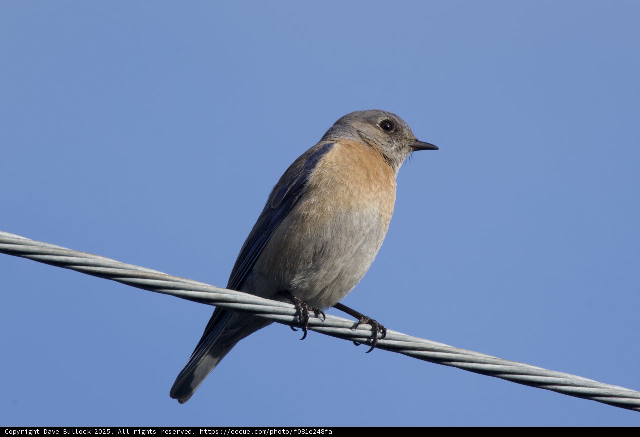 Perched Beauty: A Serene Encounter
