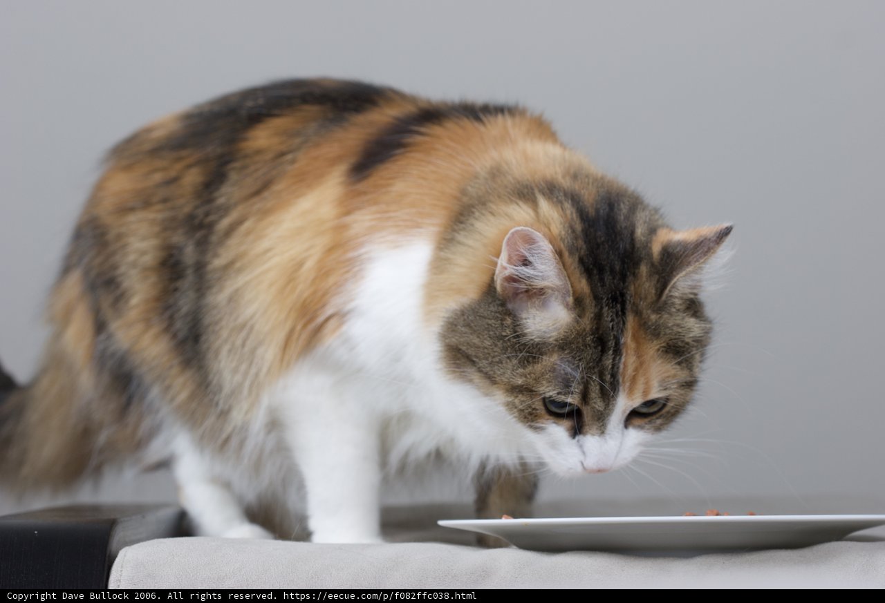 Plate-Licking Feline