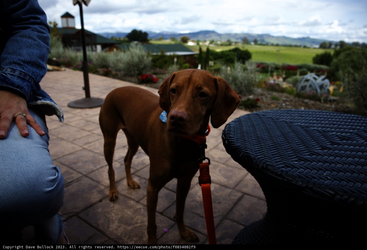 A Relaxing Afternoon at Bouchaine Vineyards