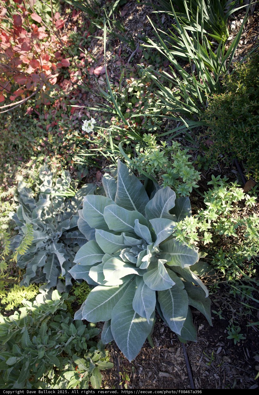 Tranquility in Thistlewyck Garden