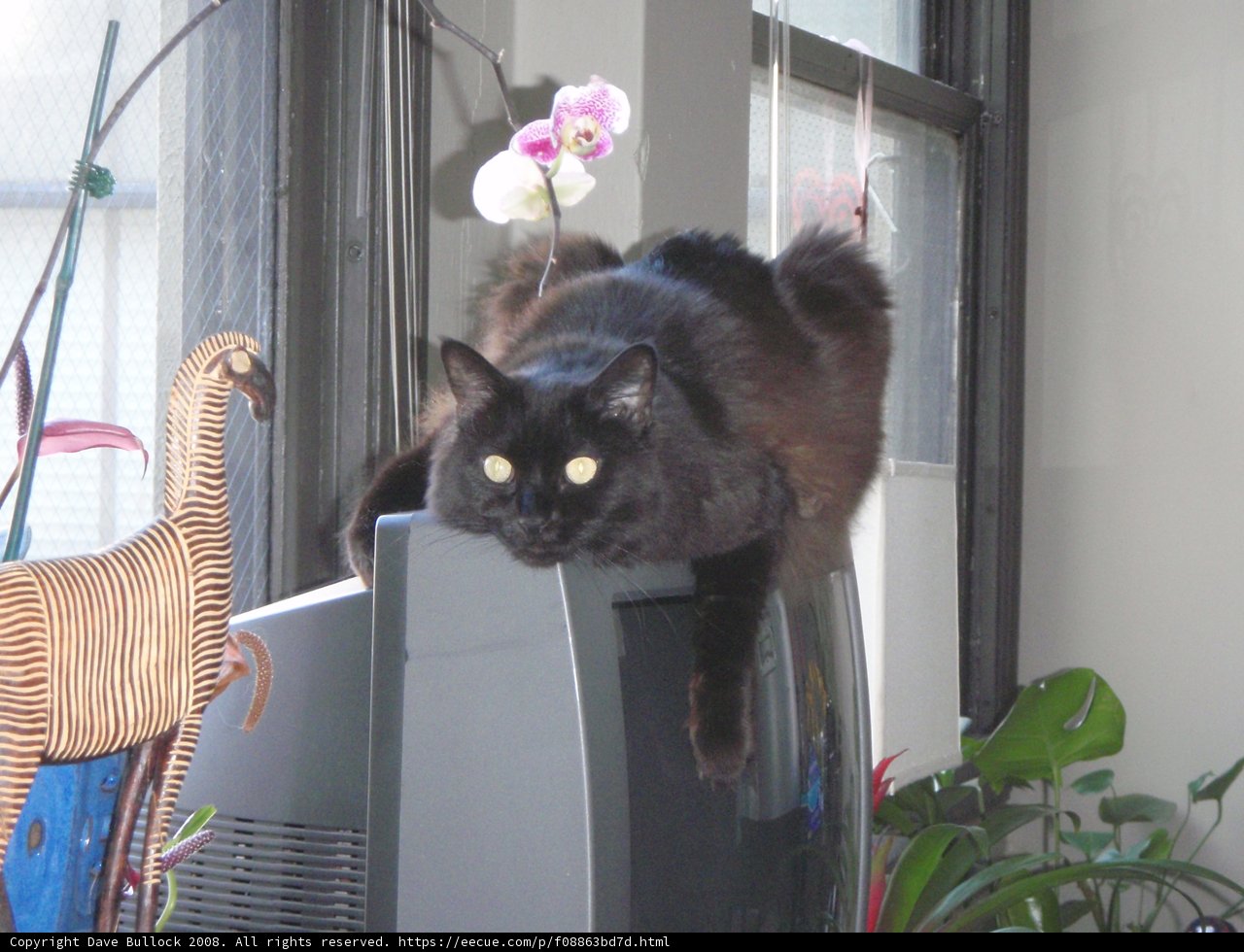 Isabella the Cat Loves Her TV Time