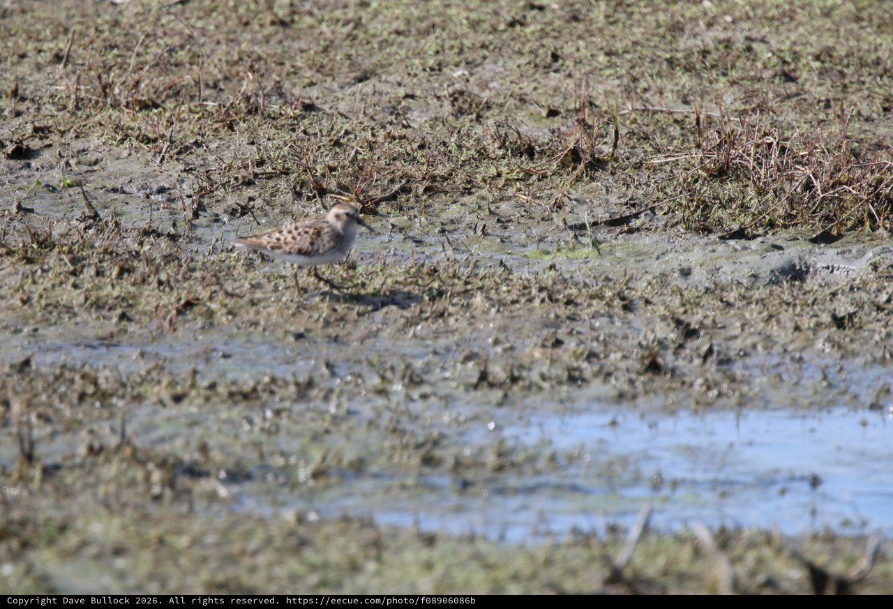 Shorebird Foraging in Mudflat Wetland Habitat