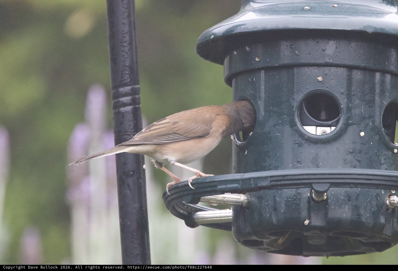Dark-Eyed Junco Feeding at Garden Bird Feeder