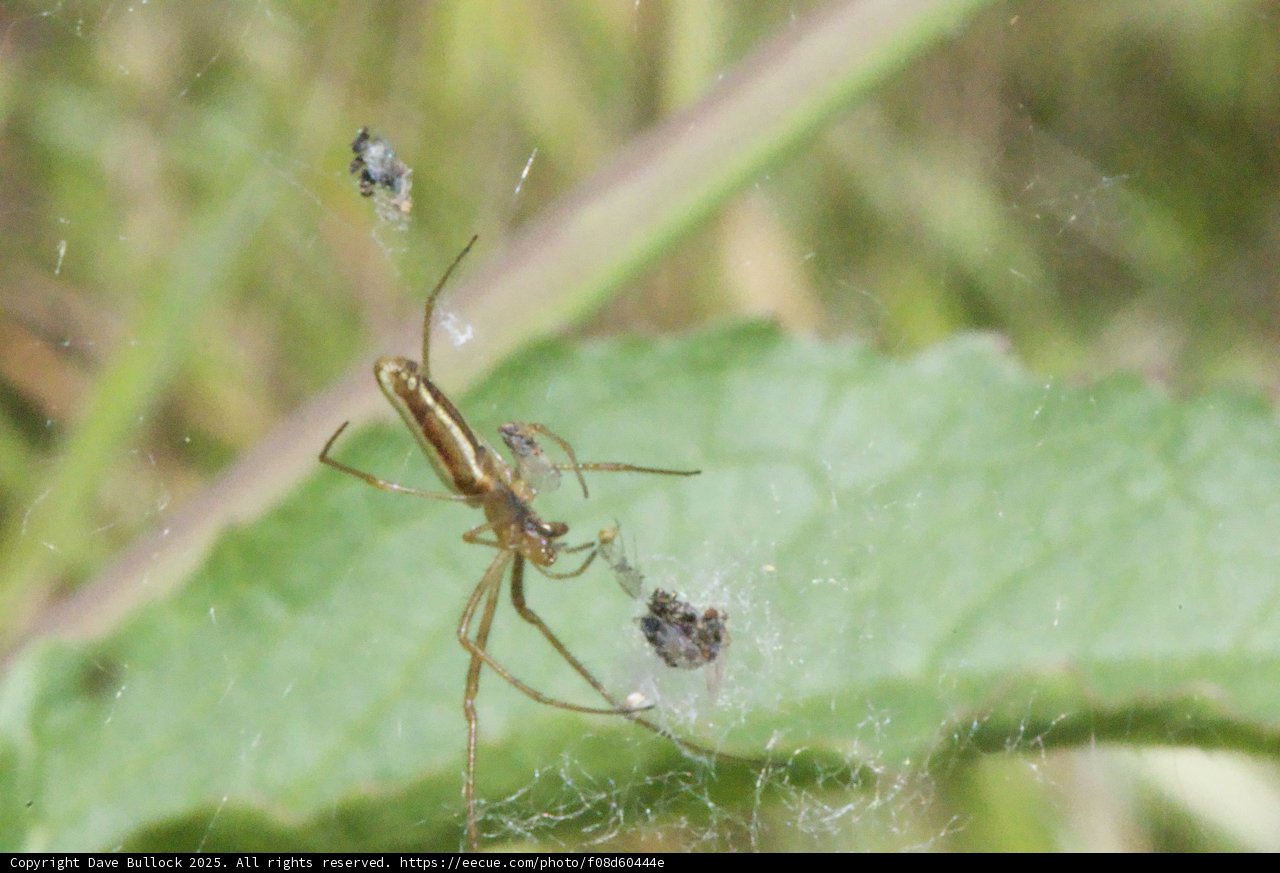 **Web of Life in Palo Corona**