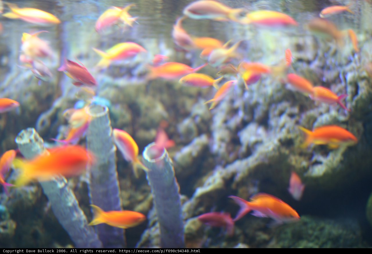 Colorful Aquatic Life