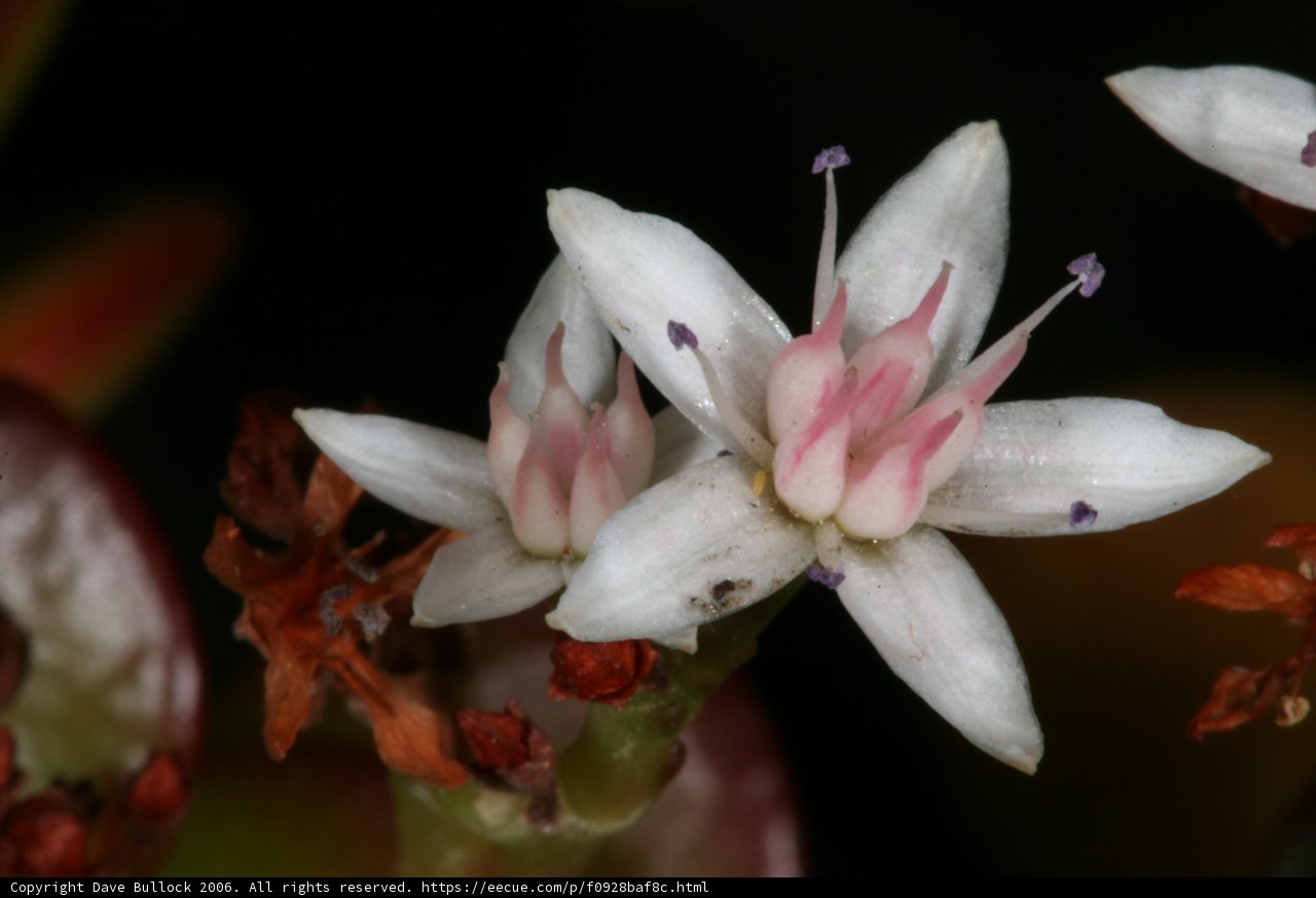 Pink and White Flower Close-Up