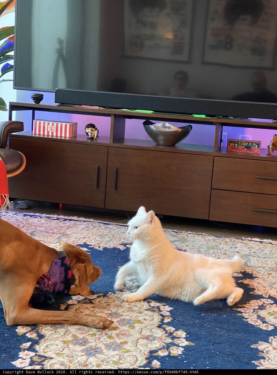 Playful Pets in a Tech-Savvy Living Room