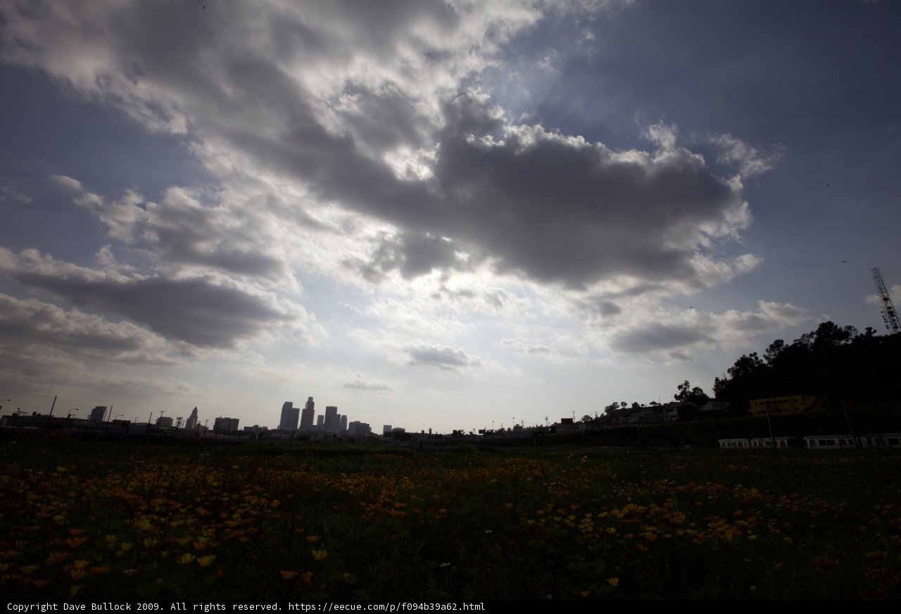 Bright Blooms under the Cumulus Clouds