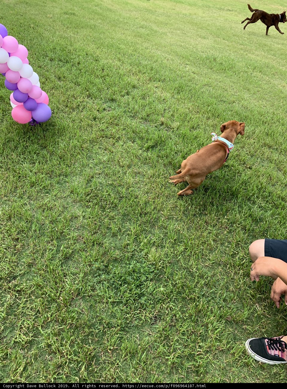 Boy and Dog Playing in the Grass