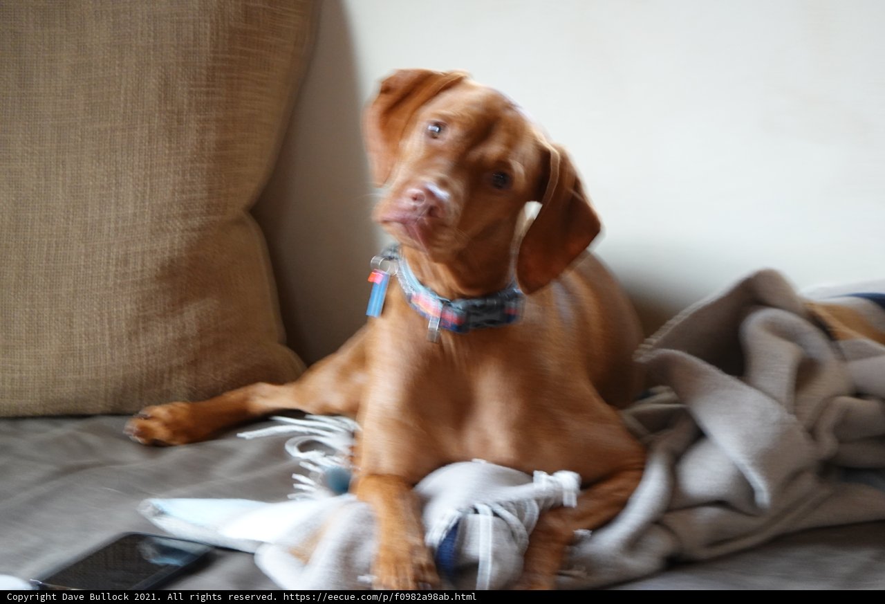 Lazy Pup on Cozy Couch