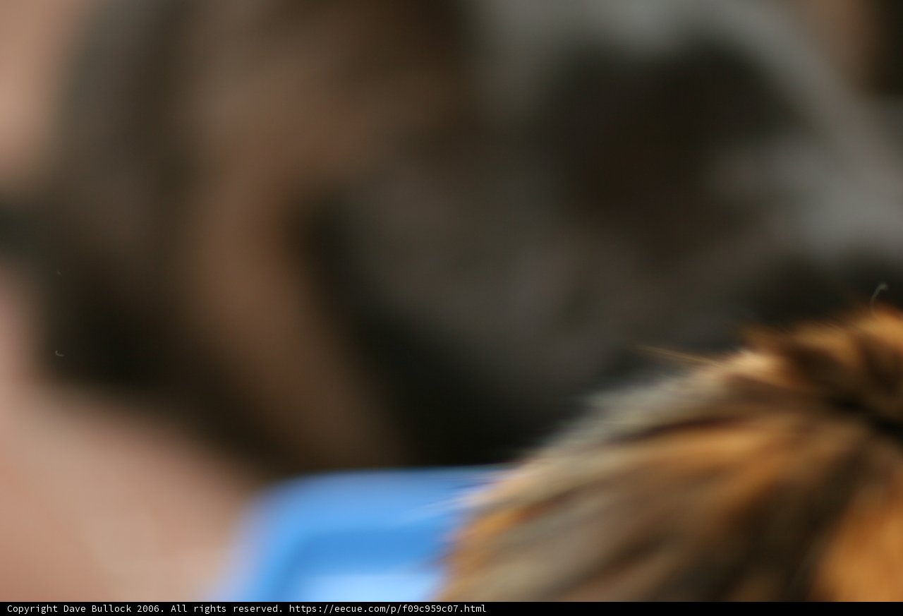 Close-up of a Cute Guinea Pig