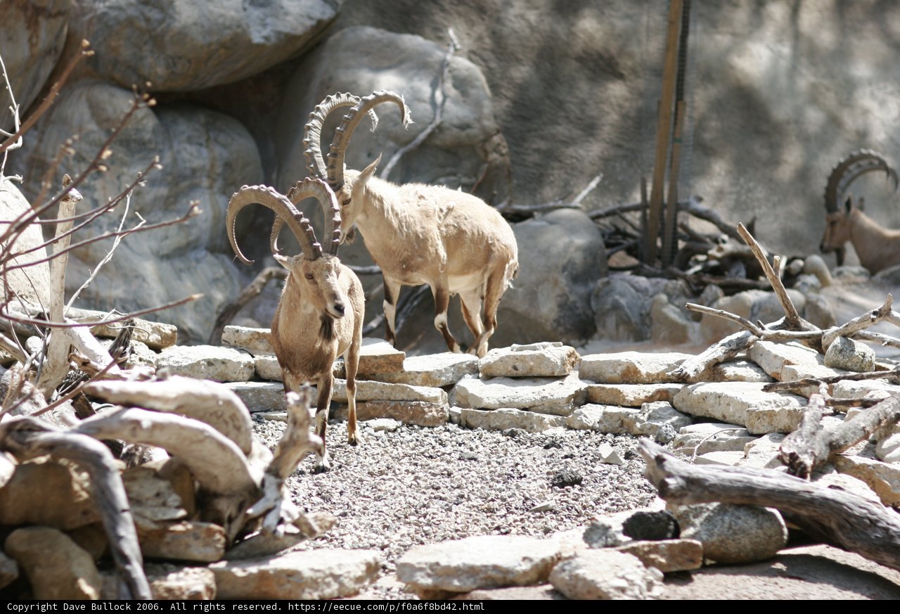 The Goat and the Rocks