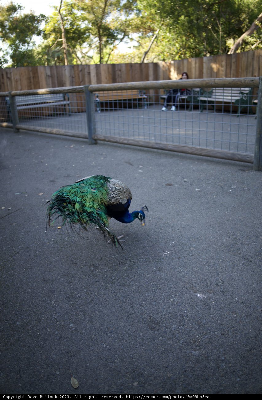 A Stroll through November: Peacock at SF Zoo
