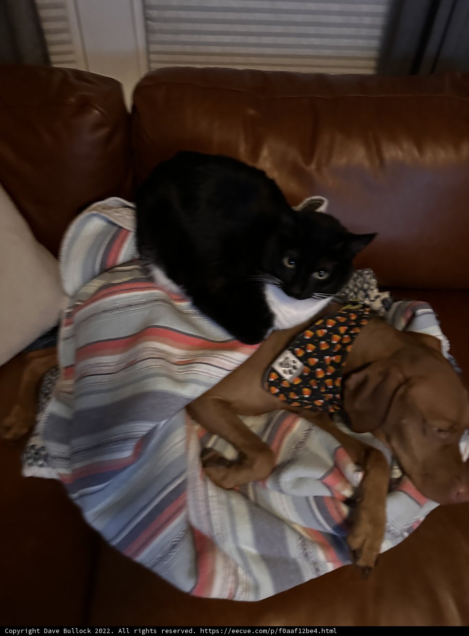 Furry Friends on the Couch