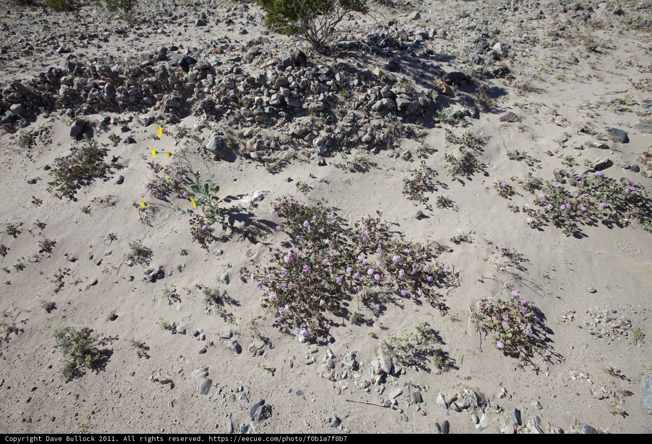 A Blooming Hope in Sands