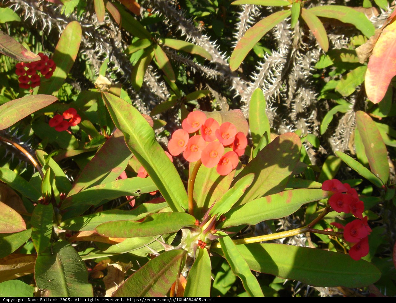 Red-flowered Acanthaceae Plant