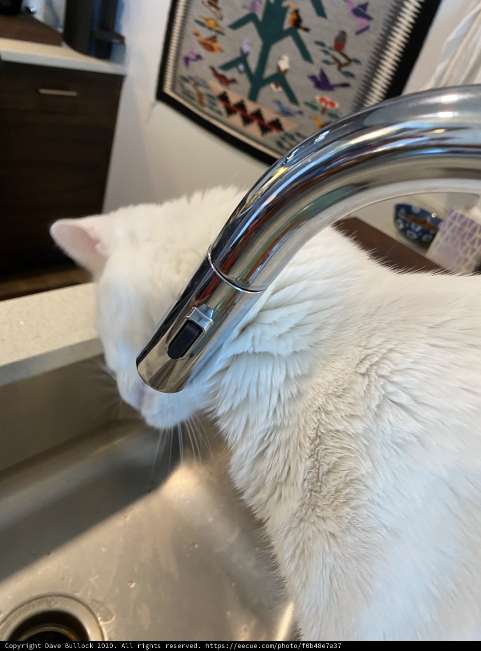 The Kitchen Faucet Connoisseur