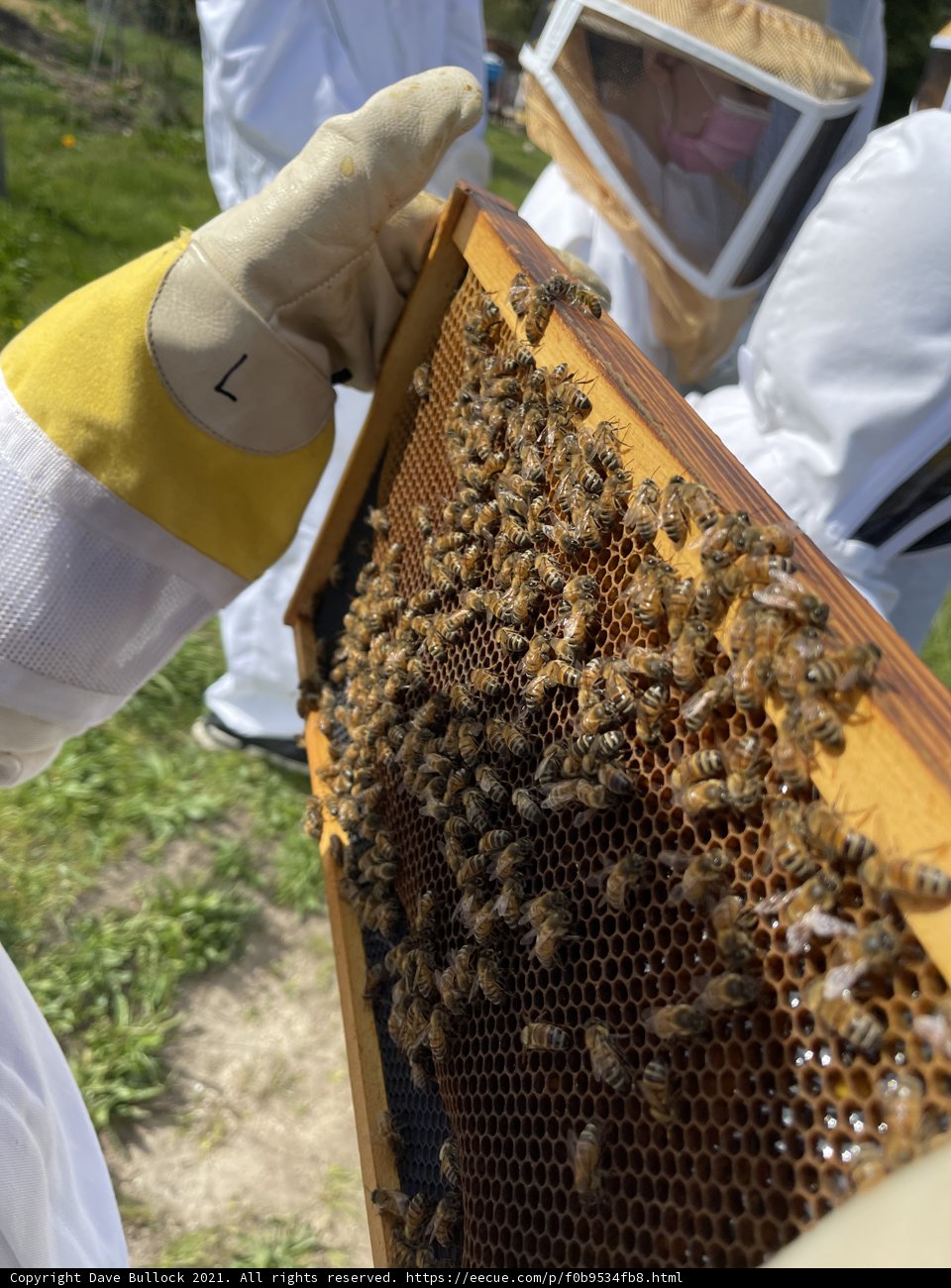 Beekeeping with Care