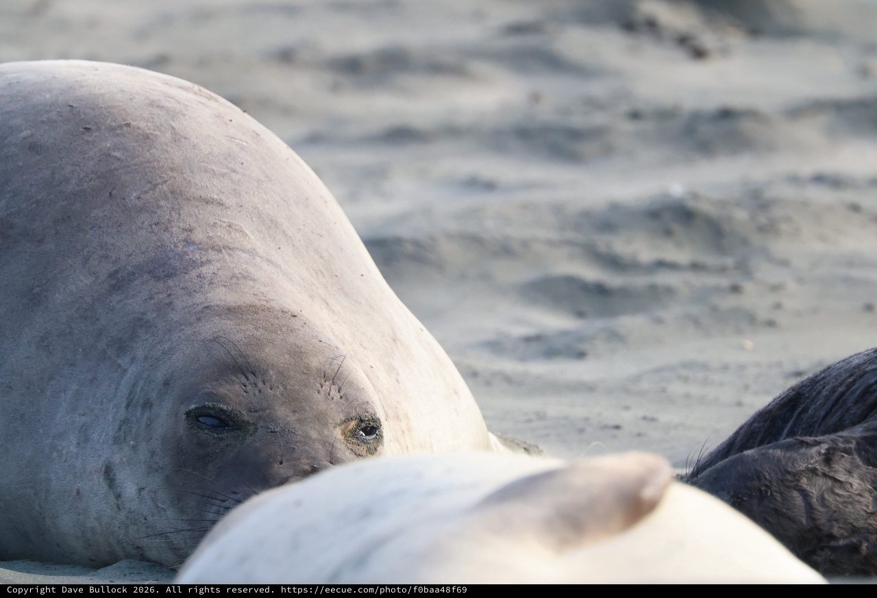 Elephant Seal Pup Resting at Drakes Beach