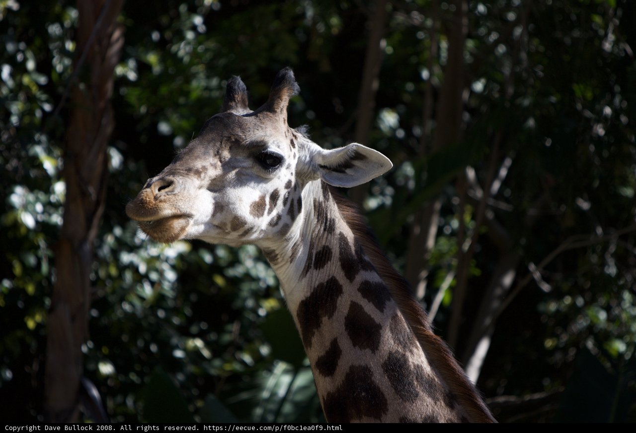 Majestic Giraffe in the Wild