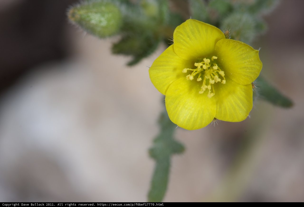 Radiant Yellow Geranium