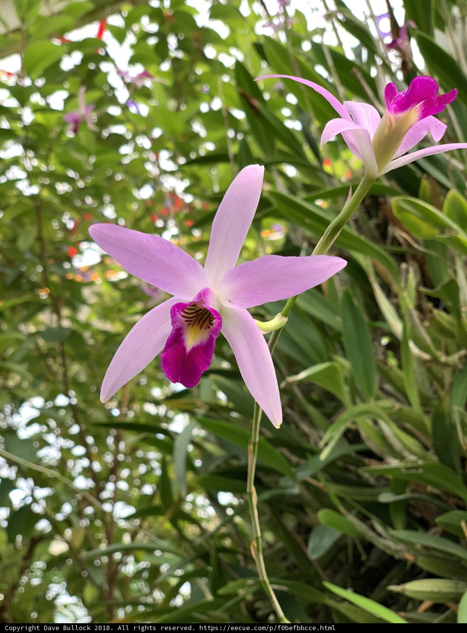 Pretty Pink Orchid amidst Green Foliage