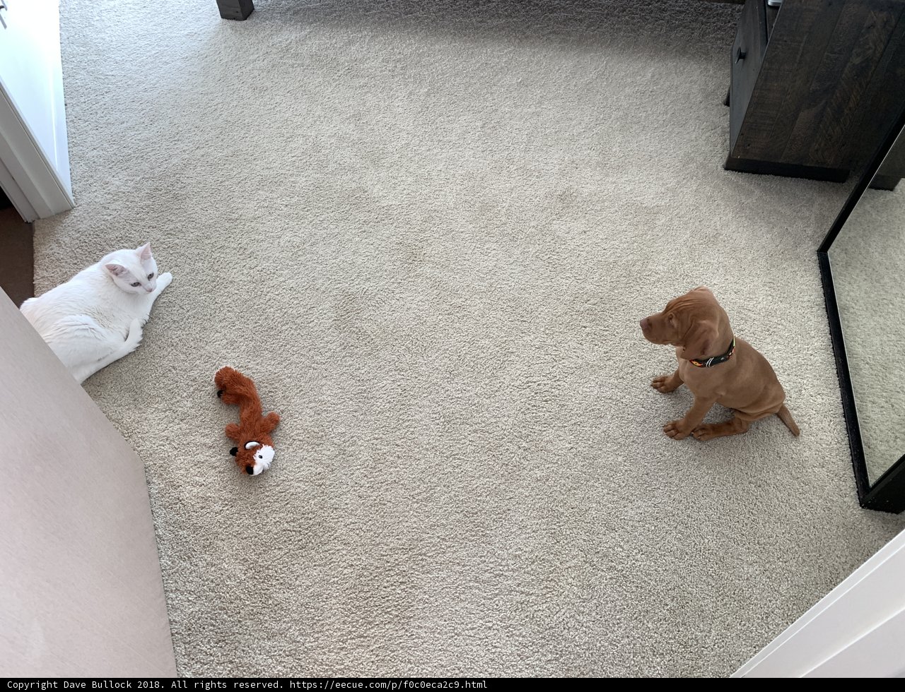 Puppy and Cat Playing with Stuffed Animal on the Floor